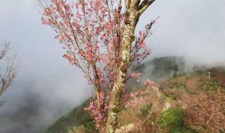 天龙八部神秘商人 天龙八部神秘商人