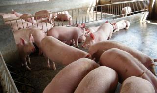 今日猪价2021.6.29 今日猪价2021.6.29