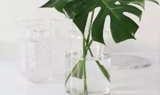 吸收二氧化碳的植物