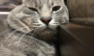 时间就像把杀猪刀 时间就像把杀猪刀