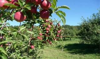 苹果树管理技术 苹果树管理技术